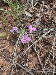author not stated, no rights reserved Phlox longifolia, photograph author not stated, no rights reserved
