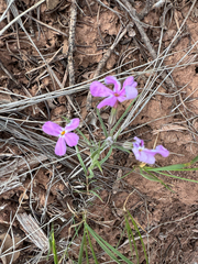 author not stated, no rights reserved Phlox longifolia, photograph author not stated, no rights reserved