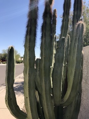 Lophocereus