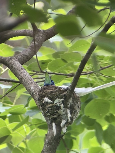 Amur Paradise-Flycatcher