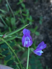 Astragalus leptocarpus