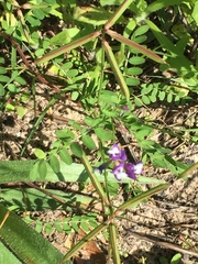 Astragalus leptocarpus