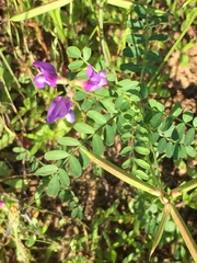 Astragalus leptocarpus