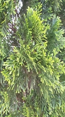 Juniperus chinensis