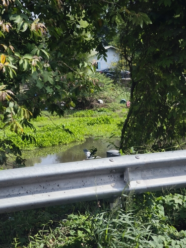 Asian Openbill