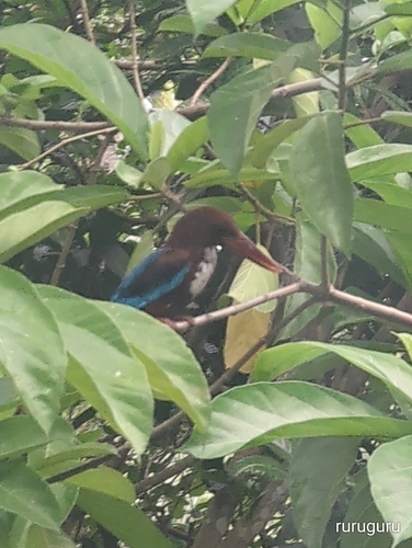 White-throated Kingfisher