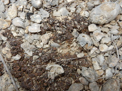 Clavascidium lacinulatum