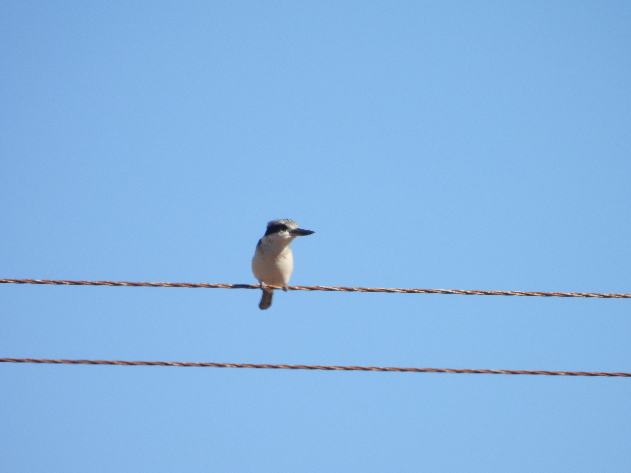 Red-backed Kingfisher (Todiramphus pyrrhopygius), photo 6