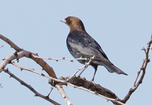 Brown-headed Cowbird photographed in New Mexico