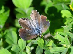 Echinargus isola