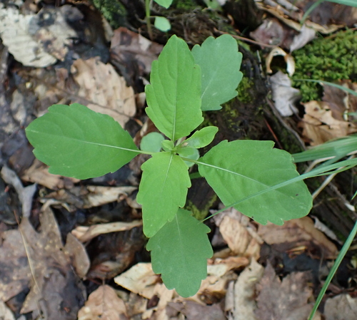 common jewelweed