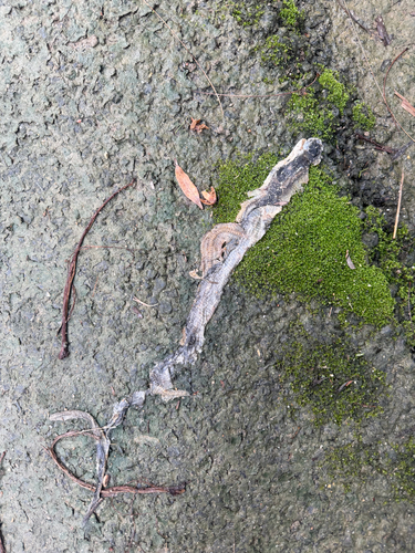 Monocled Cobra