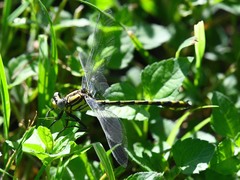 Phanogomphus militaris