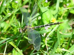 Phanogomphus militaris