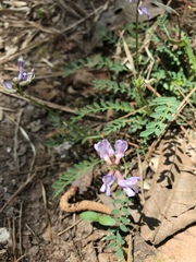 Astragalus distortus