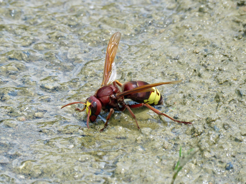 Oriental Hornet