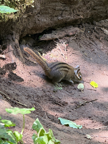 Townsend's Chipmunk observed by lumenal