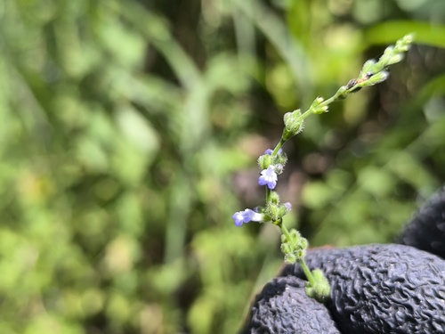 Salvia occidentalis observed 2026-05-21