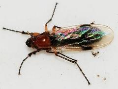 Dilophus stigmaterus