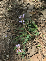 Astragalus distortus
