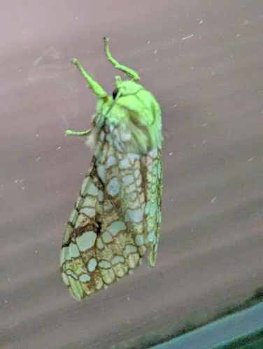 Hickory Tussock Moth