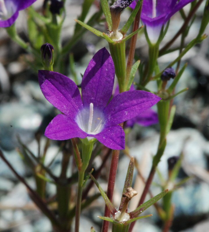 Githopsis pulchella