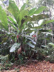 Heliconia caribaea