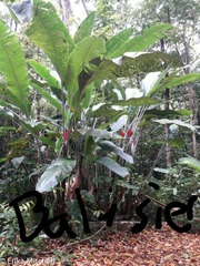 Heliconia caribaea