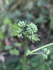 Thalictrum podocarpum