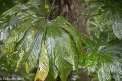 Anthurium palmatum