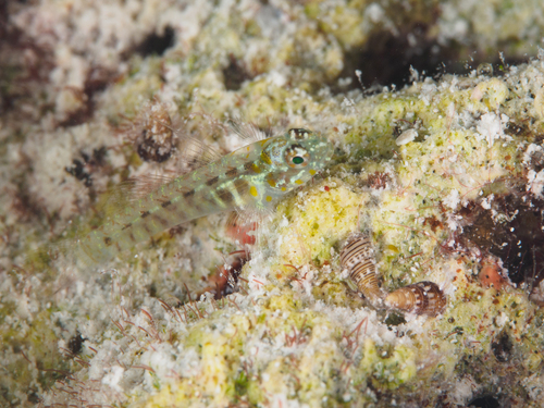 Afele's dwarfgoby (Eviota afelei) — Gobiidae