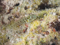 Afele's Fringefin Goby photo 1