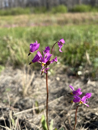 dark-throated shooting star
