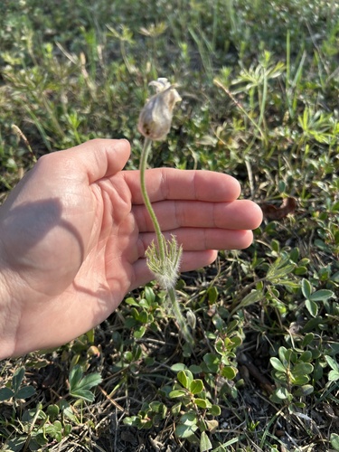 prairie pasqueflower