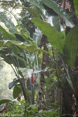 Heliconia caribaea