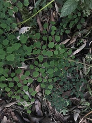 Thalictrum podocarpum