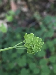 Thalictrum podocarpum