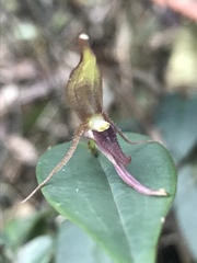 Pleurothallis killipii