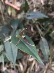 Pleurothallis killipii