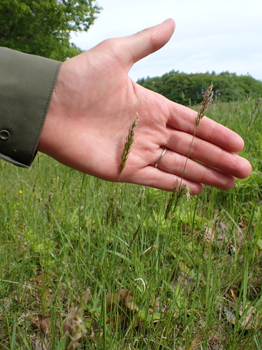 sweet vernal grass