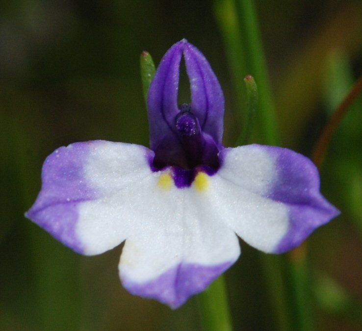 Downingia montana