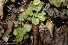 Pilea nummulariifolia