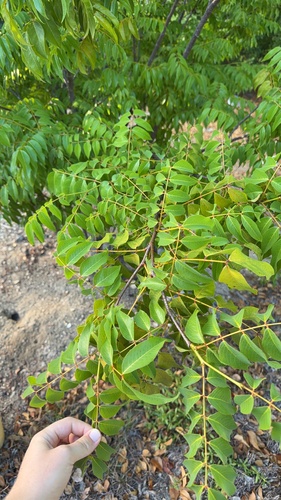 Libidibia monosperma, photograph 1