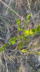 Crossopetalum rhacoma, photograph (c) Alex Doyle, some rights reserved (CC BY)