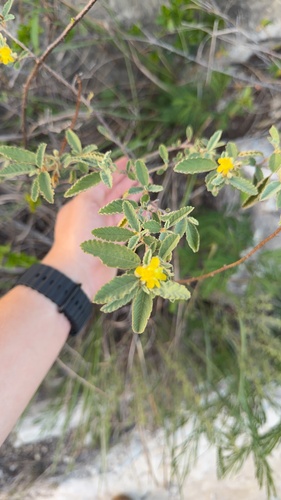 Corchorus hirsutus, photograph 2