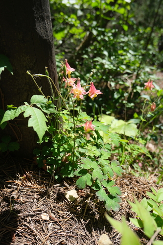 red columbine