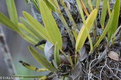 Epidendrum ciliare