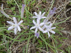 Androstephium coeruleum