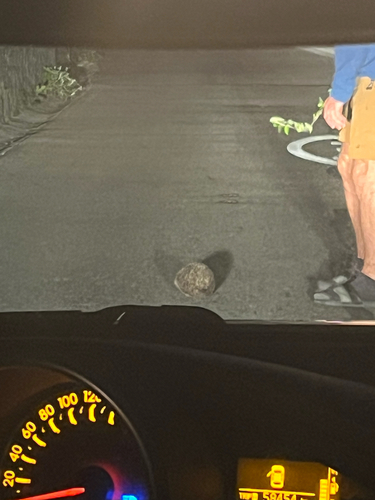 Common Hedgehog
