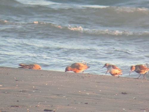 iNaturalist image